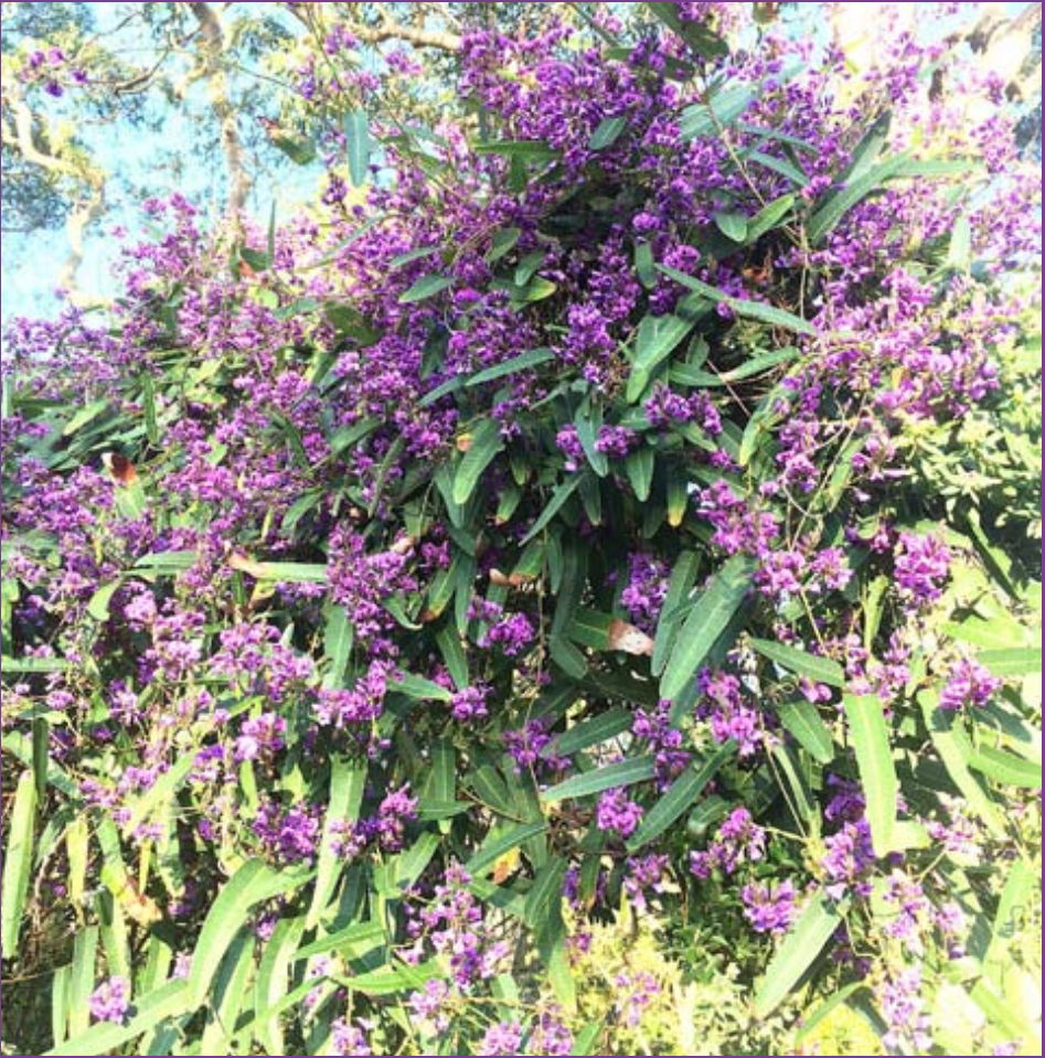 False Sarsaparilla with purple pea-flowers