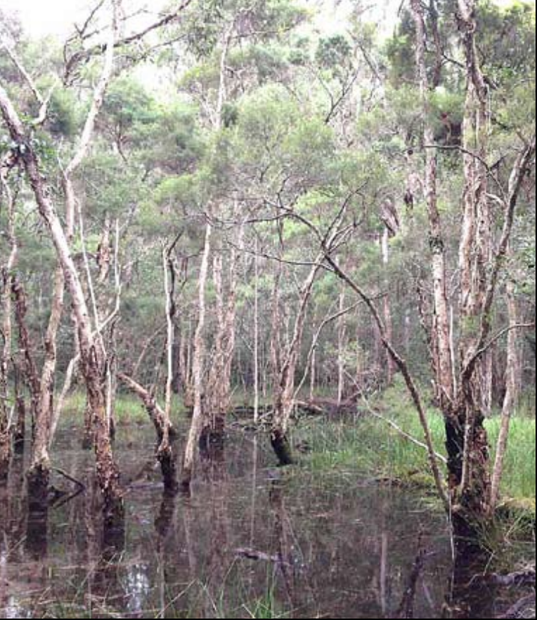 Tea Trees in swamp
