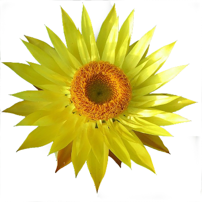Yellow Paperflower