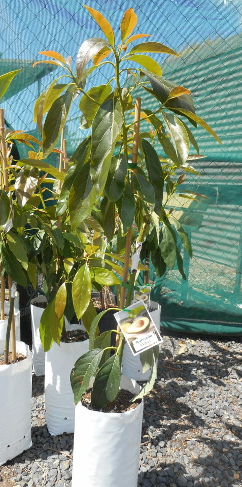 Grafted Avocado Trees For Sale Sydney